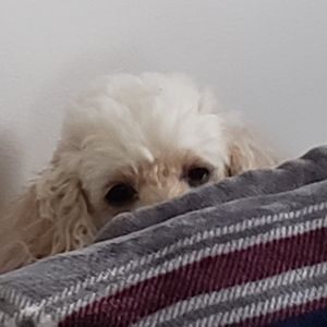 Meet your Posher, Steve